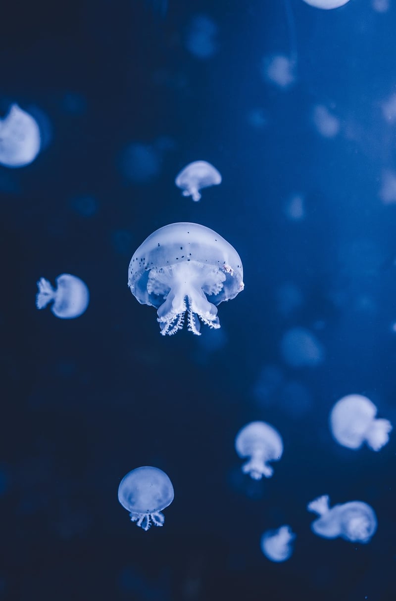 Under the Sea Party