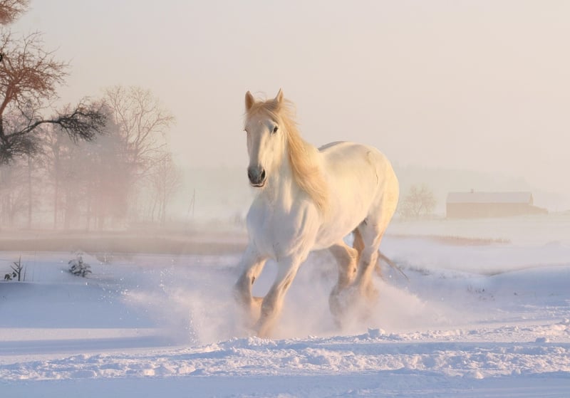 Winter Wonderland Soiree
